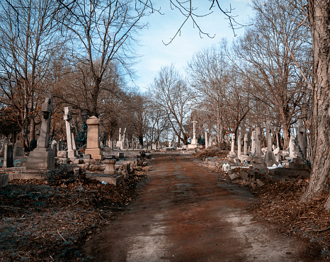 A cemetery in winter, with bare trees and an avenue of bleak gravestones.