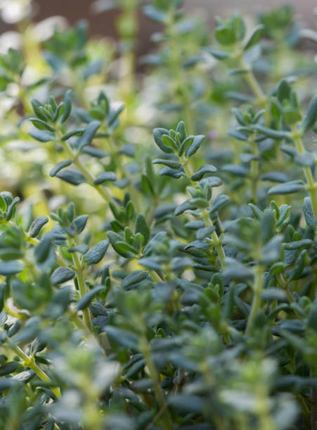 istock Full frame nature background of a Thyme herb plant with copy space 1321535776