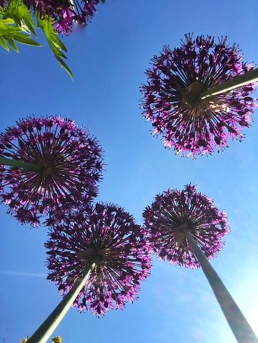 A low angle view looking up from below to purple allium flower heads waving gently under a blue sky