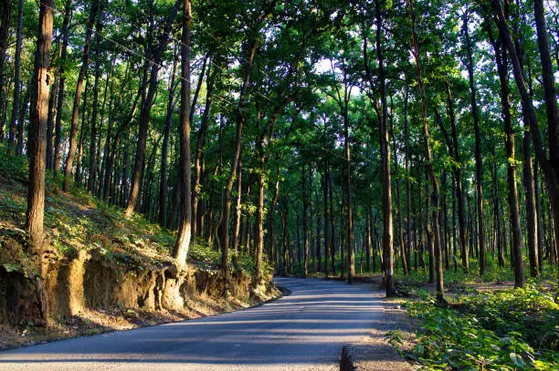 Photo of A turning road in the mountains near Premnagar surrounded with trees located in the city Dehradun in the Uttrakhand state of India