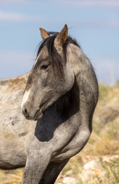 étalon cheval sauvage dans le désert de l’utah - 6729 photos et images de collection