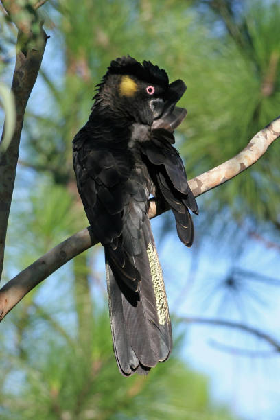 istock Yellow-tailed Black-cockatoo 1321538250