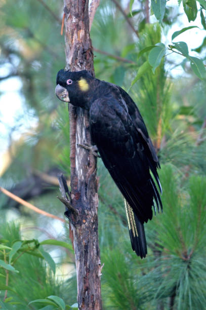 istock Yellow-tailed Black-cockatoo 1321538381
