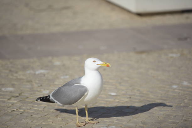 istock Seagull perched on the ground looking for food. 1321539017