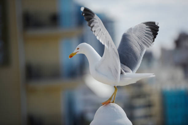 A seagull perched on a fence near the port, with boats and calm sea waters in the background. A peaceful coastal scene.