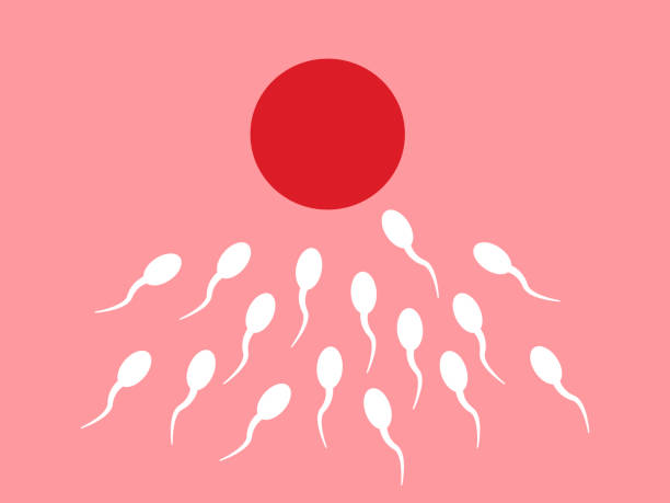 New life conception, fertility illustration Fertility concept. Sperm and ovule illustration background. Quality sperm, fertilization process. Vector. sperm stock illustrations