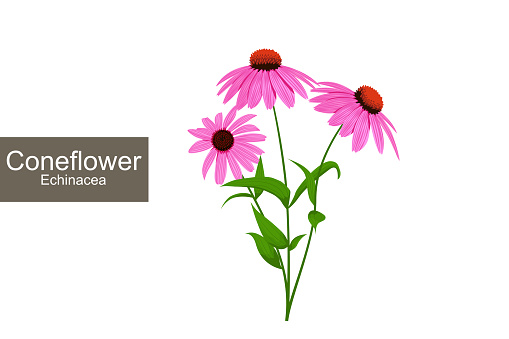 Echinacea purpurea illustration. Conceflowers blooming drawing. Detailed purple medicinal flowers with green leaves clip art. Vector.