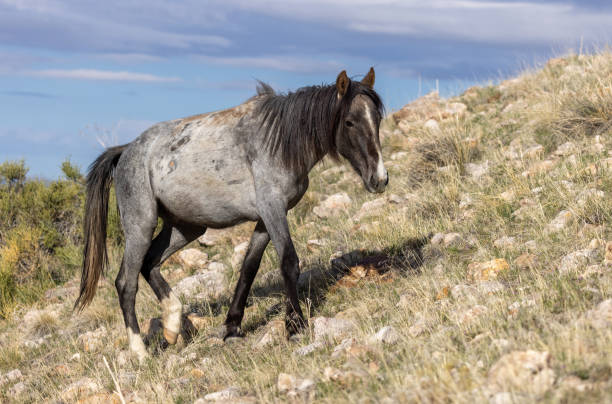 garanhão de cavalo selvagem no deserto de utah - 6731 - fotografias e filmes do acervo