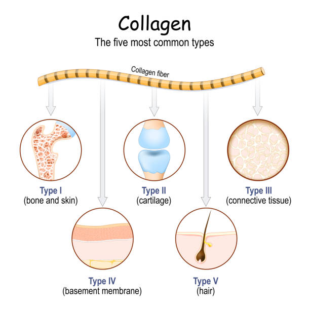 ilustrações, clipart, desenhos animados e ícones de fibras de colágeno - colágeno humano