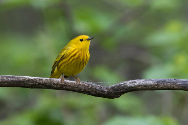 istock Male yellow warbler 1321540612