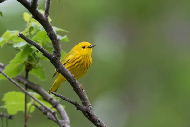 istock Male yellow warbler 1321540671
