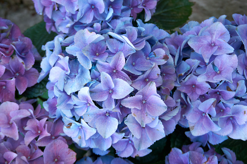 beautiful hydrangea in purple blue and pink
