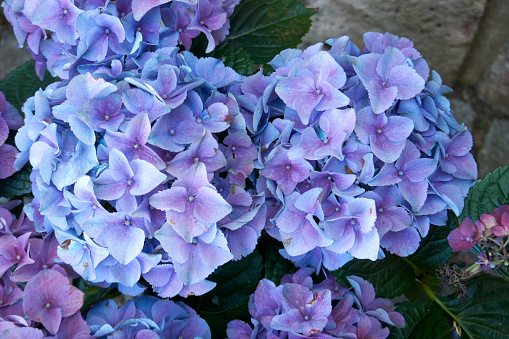 beautiful hydrangea in purple blue and pink