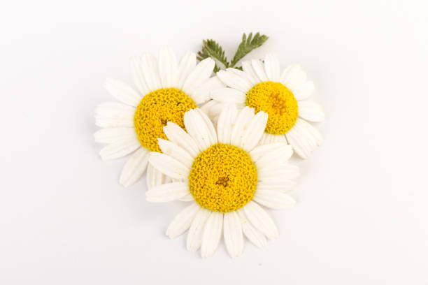 istock chamomile or daisies with leaves isolated on white background. Top view. Flat lay 1321542067