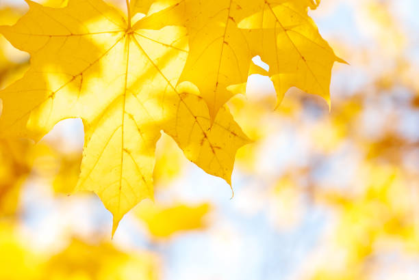 istock Yellow maple leaves on a yellow-blue blurred background. 1321542075