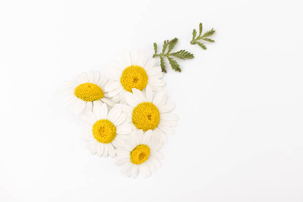 istock chamomile or daisies with leaves isolated on white background. Top view. Flat lay 1321542122