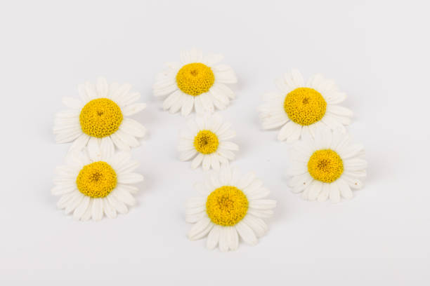 istock chamomile or daisies isolated on white background. Top view. Flat lay 1321542153