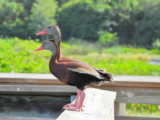 istock Black-bellied Whistling Ducks (Dendrocygna autumnalis) standing on a wood railing 1321542333