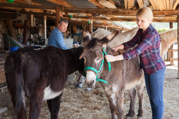 istock Woman looking after donkeys on farm 1321542578