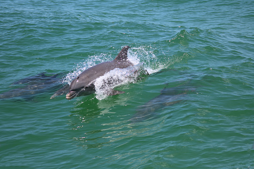 Dolphin jumping out of the water in the Gulf of Mexico. Blue - green water and white splashes; dolphin family of 3 adults and 2 child dolphin.