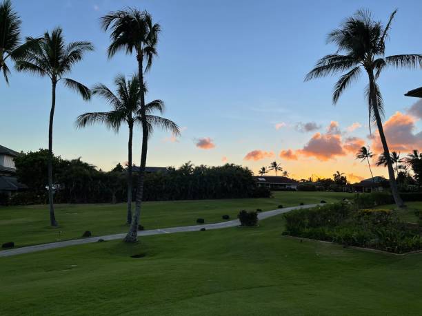 istock Green grass in the sunset 1321543899