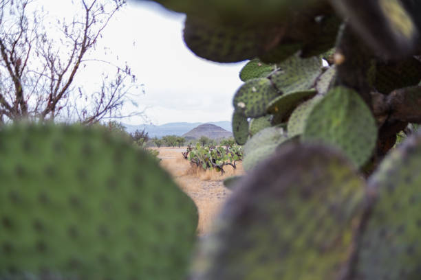 Deteriorated Hispanic nopal plants with cold burn marks and desert as background. Burnt cactus-like plant in rural area from northern Mexico. Traditional Mexican vegetation