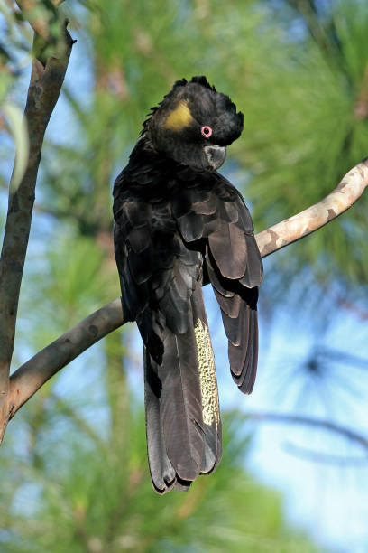 istock Yellow-tailed Black-cockatoo 1321544131