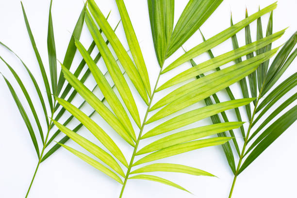 istock Tropical palm leaves on white background. Summer background concept 1321545664