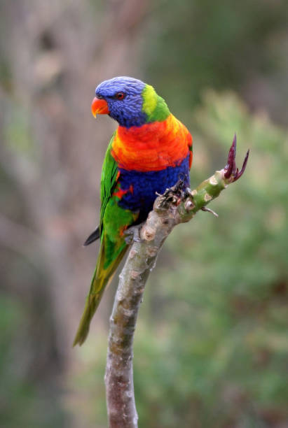 Rainbow Lorikeet Rainbow Lorikeet (Trichoglossus moluccanus moluccanus) perched on sprouting twig"n"nsouth-east Queensland, Australia      February lorikeet stock pictures, royalty-free photos & images