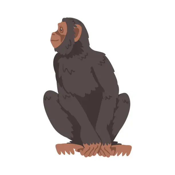Vector illustration of Chimpanzee Monkey as Great Ape Specie Native to Tropical Africa Vector Illustration