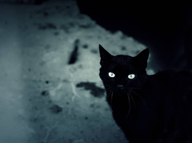istock Black cat on street 1321546984