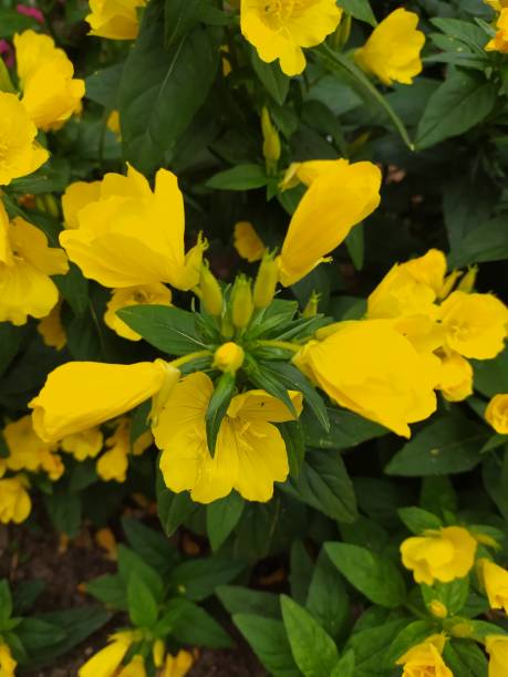 istock pink yellow flowers and bee collecting pollen 1321547227