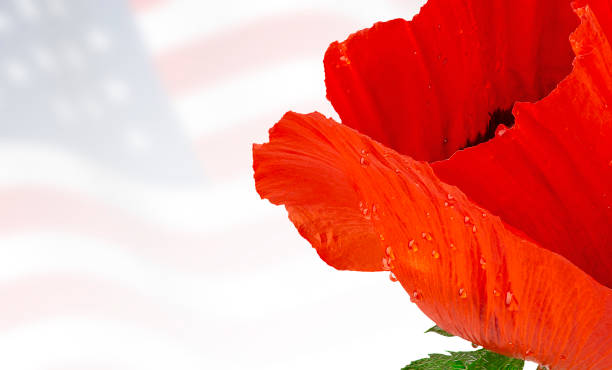 istock Red poppy on an abstract black background. Memorial day concept. Background image for design. 1321547677