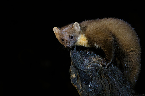 European pine marten (Martes martes), also known as the pine marten or the european marten, searching for food in the forest at night in Drenthe in the Netherlands
