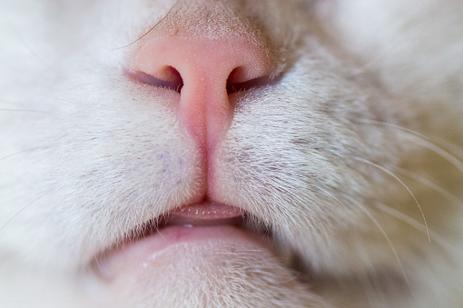 primer plano de la nariz del gato photo