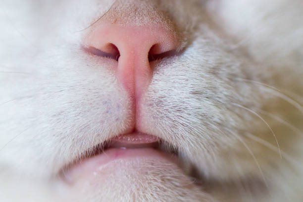 cat's nose closeup nose and mouth of a white adult cat snout stock pictures, royalty-free photos & images