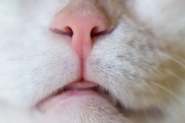 nose and mouth of a white adult cat