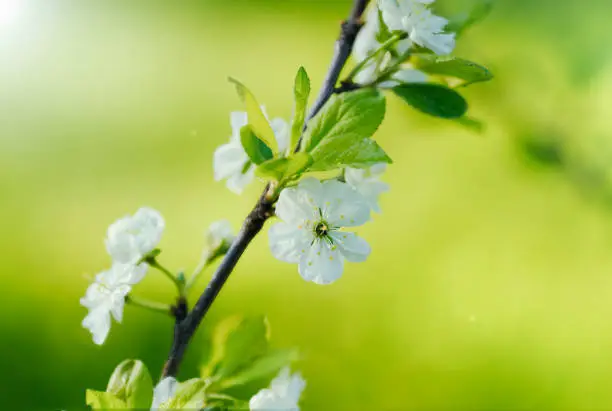 Photo of Plum trees bloom in the evening sun with natural backlight from the sun