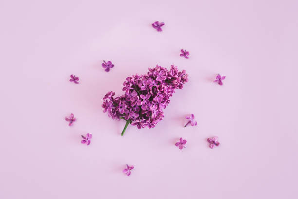 istock Branches of blossoming lilac on a purple background. 1321548785