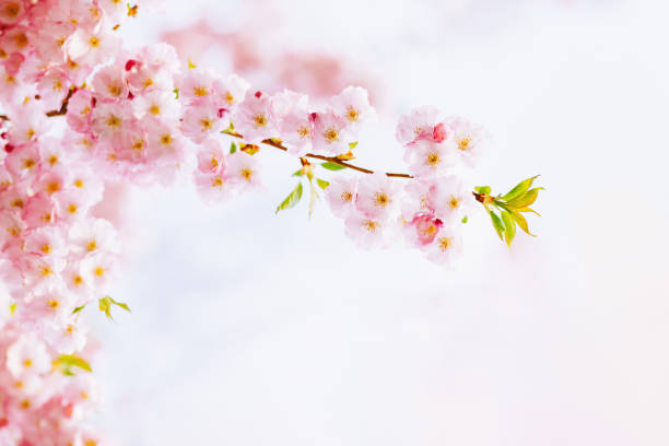 istock Amazing pink cherry blossoms on the Sakura tree. Beautiful spring tree. 1321549672