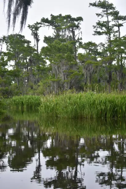 Stunning bayou with gorgoeus fauna, marsh grass and trees.