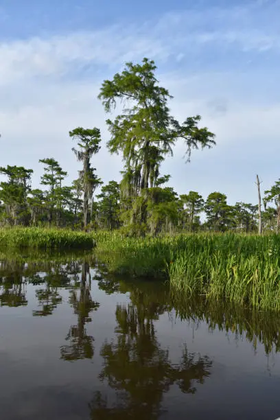 Gorgeous cypress tree in the bayou of Southern Louisiana.