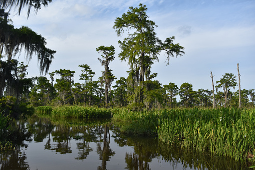 Bayou in southern Louisiana on a beautiful spring day.