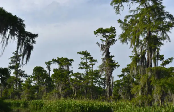 Bayou with towering trees and marsh grass on a spring day.