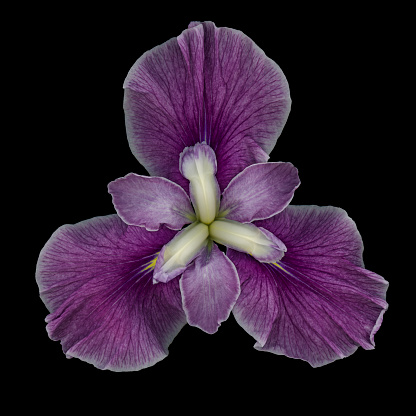 Purple freesia flowers and buds in a floral arrangement isolated on white.