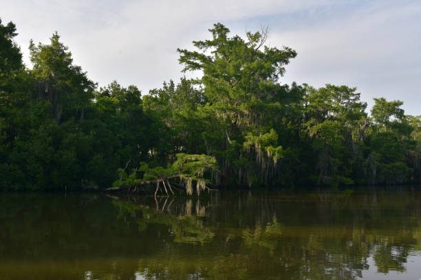 istock Southern Louisiana Bayou Landscape 1321551326