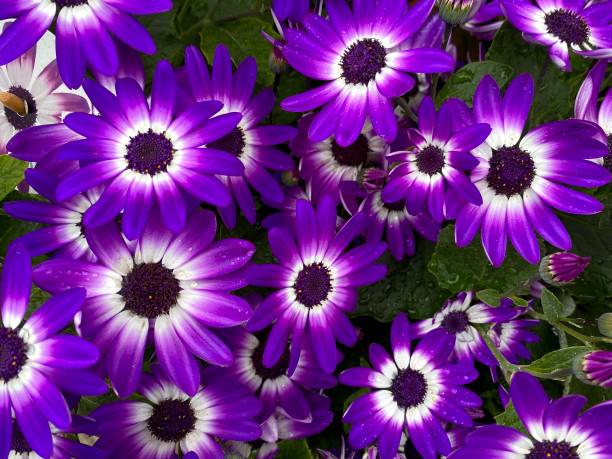istock Purple and white osteospermum flowers 1321552105