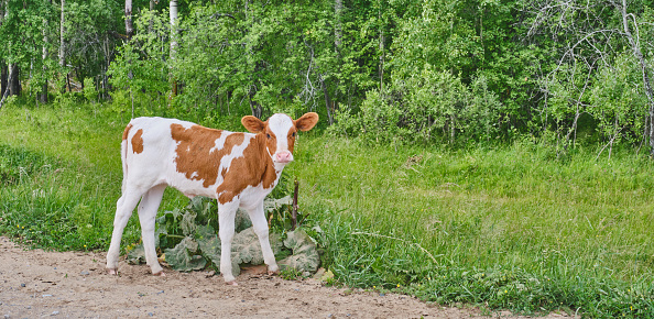 Full length portrait of cute brown and white bull calf looking at camera, standing on side of road on a green nature background. Banner