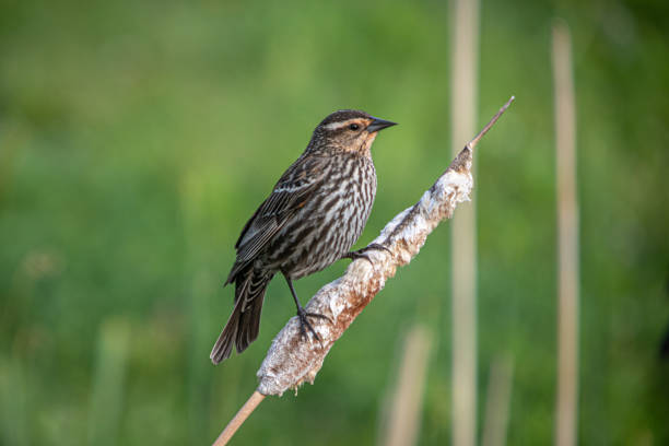 Female red-shouldered blackbird, (Agelaius phoeniceus), female red-winged blackbird.