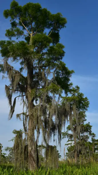 Tree in Louisiana wtih Spanish moss against blue skies.